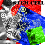 Stem Cell
